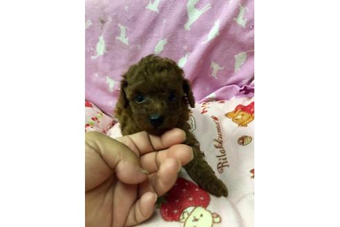 成約済の大分県のトイプードル-19961の3枚目