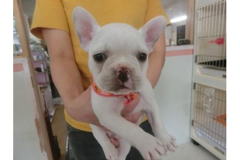 成約済の福岡県のフレンチブルドッグ-19962の1枚目