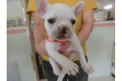 成約済の福岡県のフレンチブルドッグ-19962の2枚目