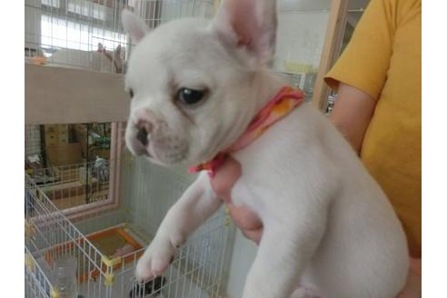 成約済の福岡県のフレンチブルドッグ-19962の3枚目