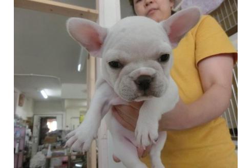 成約済の福岡県のフレンチブルドッグ-19963の1枚目