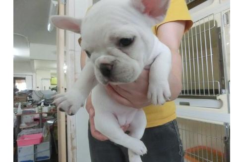 成約済の福岡県のフレンチブルドッグ-19963の2枚目