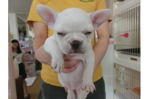 成約済の福岡県のフレンチブルドッグ-19963の3枚目