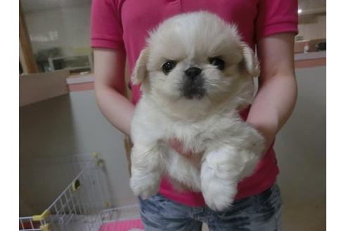 成約済の福岡県のペキニーズ-19964の3枚目
