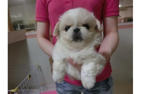 成約済の福岡県のペキニーズ-19964の1枚目