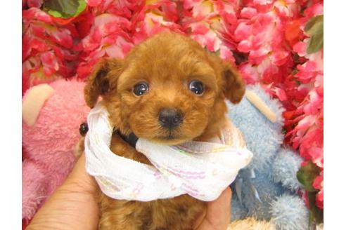 成約済の茨城県のトイプードル-20007の1枚目