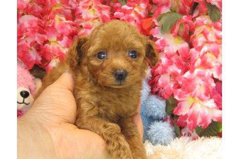 成約済の茨城県のトイプードル-20007の2枚目