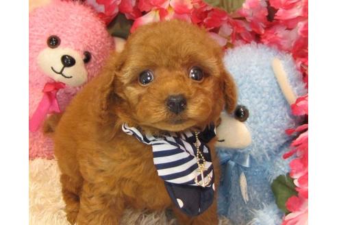 成約済の茨城県のトイプードル-20008の1枚目