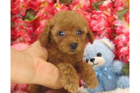 成約済の茨城県のトイプードル-20008の2枚目