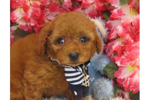 成約済の茨城県のトイプードル-20008の3枚目