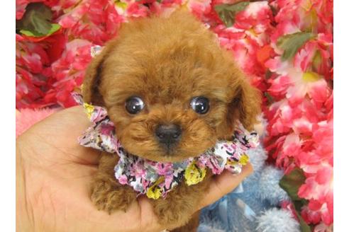 成約済の茨城県のトイプードル-20009の2枚目