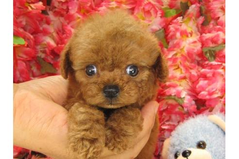 成約済の茨城県のトイプードル-20009の3枚目