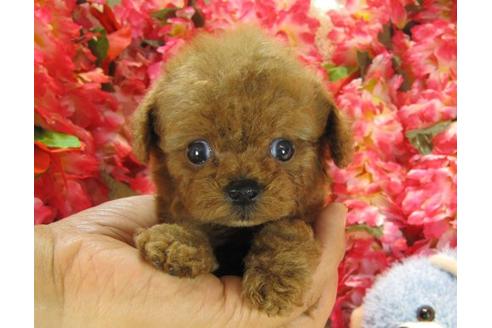 成約済の茨城県のトイプードル-20009の1枚目