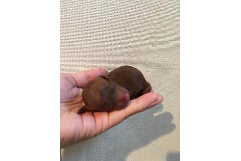 成約済の山口県のティーカッププードル-20015の1枚目