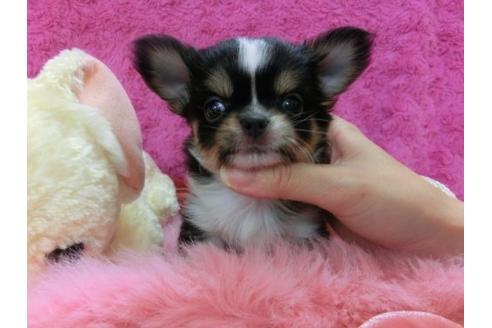 成約済の京都府のチワワ-20022の1枚目