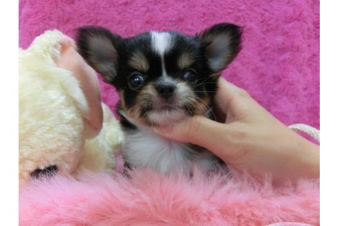 成約済の京都府のチワワ-20022の2枚目