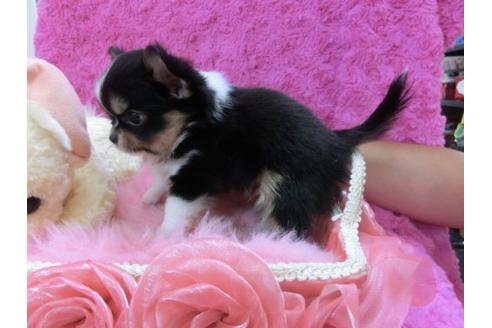 成約済の京都府のチワワ-20022の3枚目