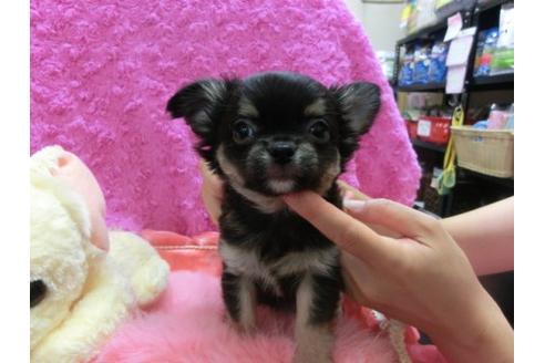 成約済の京都府のチワワ-20023の1枚目