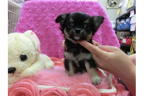 成約済の京都府のチワワ-20023の2枚目