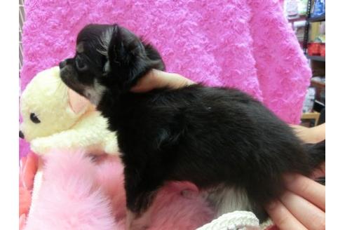 成約済の京都府のチワワ-20023の3枚目