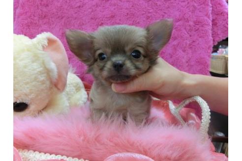 成約済の京都府のチワワ-20024の3枚目