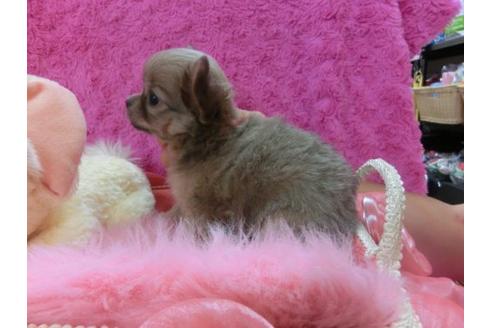 成約済の京都府のチワワ-20024の2枚目