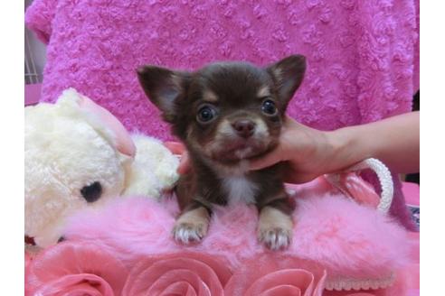 成約済の京都府のチワワ-20025の1枚目