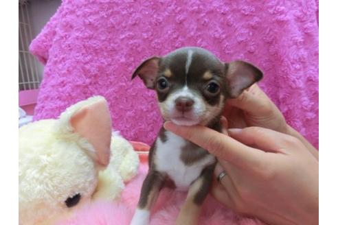 成約済の京都府のチワワ-20026の1枚目