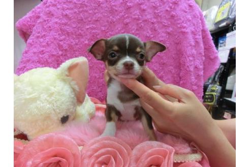 成約済の京都府のチワワ-20026の2枚目