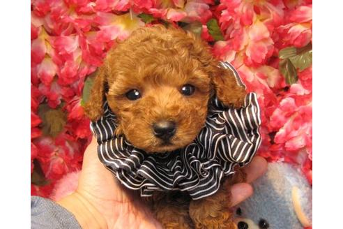 成約済の茨城県のトイプードル-20048の1枚目