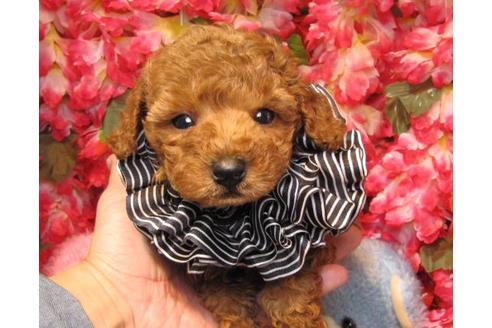 成約済の茨城県のトイプードル-20048の2枚目