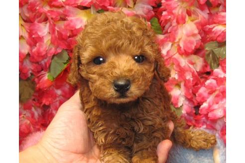 成約済の茨城県のトイプードル-20048の3枚目