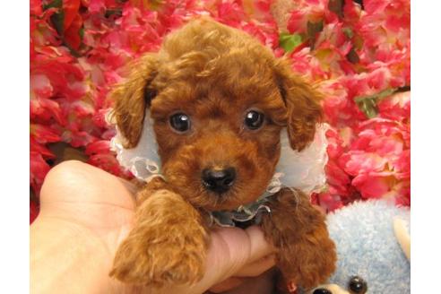 成約済の茨城県のトイプードル-20049の1枚目