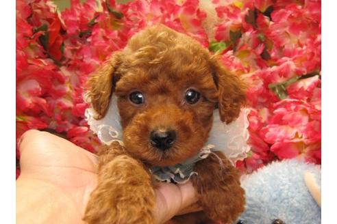 成約済の茨城県のトイプードル-20049の2枚目