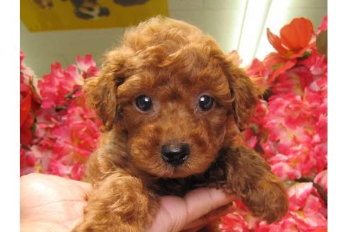 成約済の茨城県のトイプードル-20049の3枚目