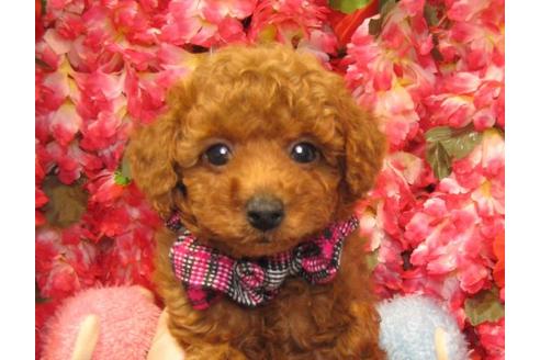 成約済の茨城県のトイプードル-20050の1枚目