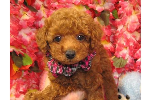 成約済の茨城県のトイプードル-20050の2枚目