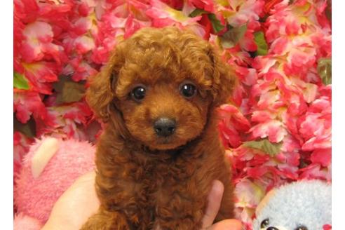 成約済の茨城県のトイプードル-20050の3枚目