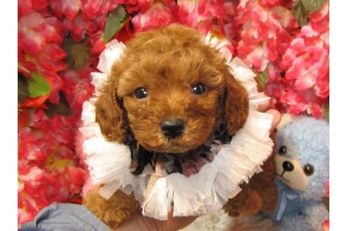 成約済の茨城県のトイプードル-20051の1枚目