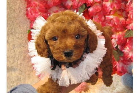 成約済の茨城県のトイプードル-20051の2枚目