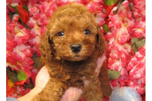 成約済の茨城県のトイプードル-20051の3枚目