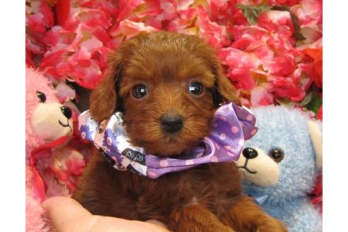 成約済の茨城県のトイプードル-20052の1枚目