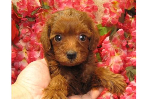 成約済の茨城県のトイプードル-20052の3枚目