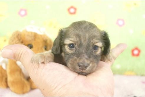 成約済の兵庫県のカニンヘンダックスフンド-20055の1枚目