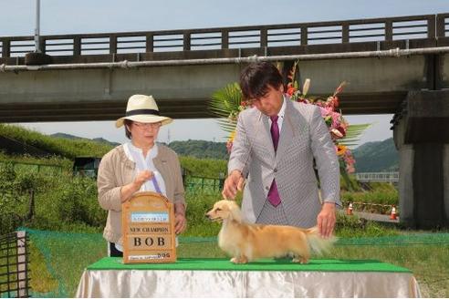 成約済の兵庫県のカニンヘンダックスフンド-20055の2枚目