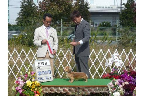 成約済の兵庫県のカニンヘンダックスフンド-20055の3枚目