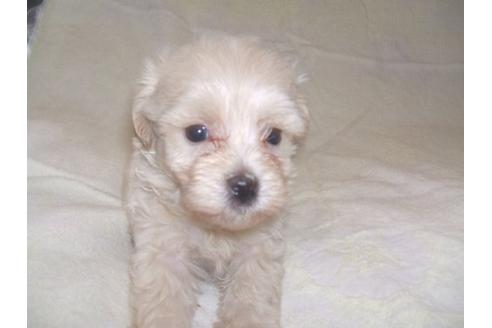 成約済の茨城県のミックス犬-20080の2枚目