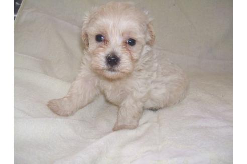 成約済の茨城県のミックス犬-20080の1枚目