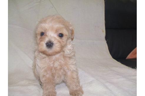 成約済の茨城県のミックス犬-20081の1枚目
