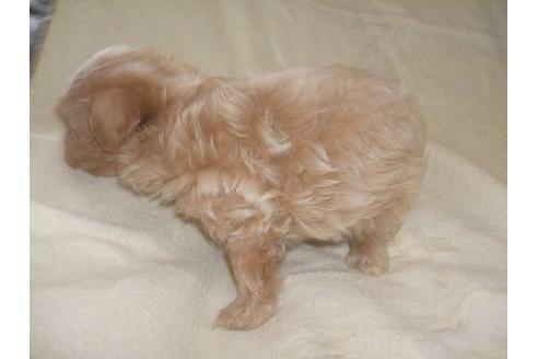 成約済の茨城県のミックス犬-20081の2枚目